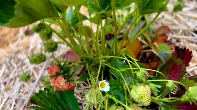 Strawberry picking in the USA смотреть онлайн