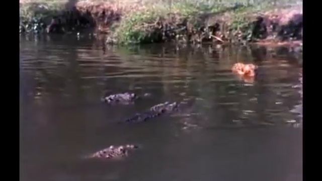 Crocodiles Eating Jaguar ♦  Animal Fights