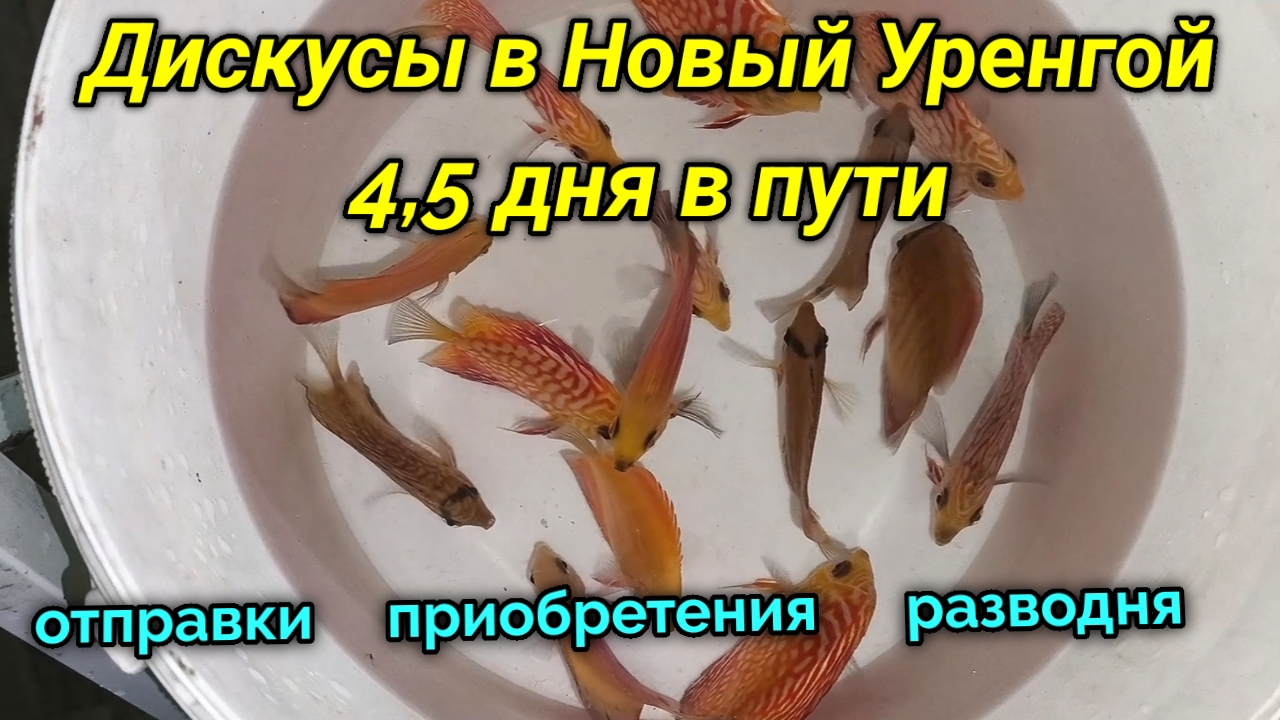 Хардкорная отправка дискусов 4,5 дня в пути смотреть онлайн