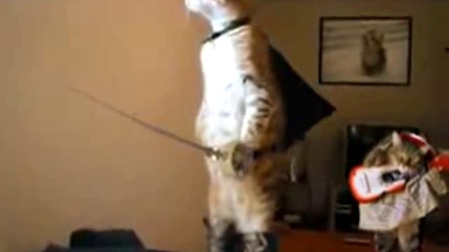 КОТ ГЕРОЙ !!! Смешной ролик!! смотреть онлайн