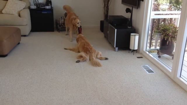 Bentley And Sierra Happy Place