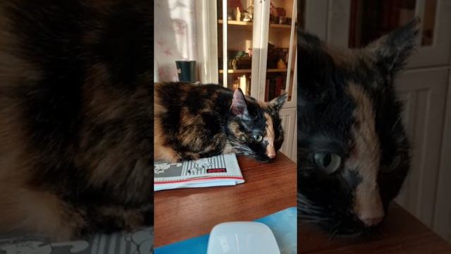 В фокусе Стеша смотреть онлайн