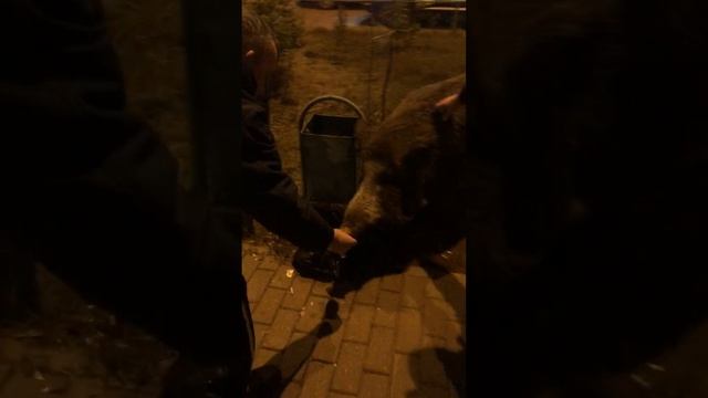 Кабанчики продолжают гулять по улицам Балашихи смотреть онлайн