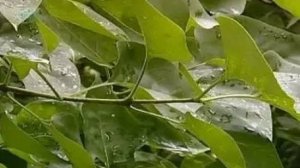 Стебель. Рост стебля в длину