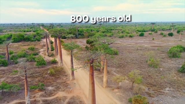 Did you know these amazing facts about Madagascar? смотреть онлайн