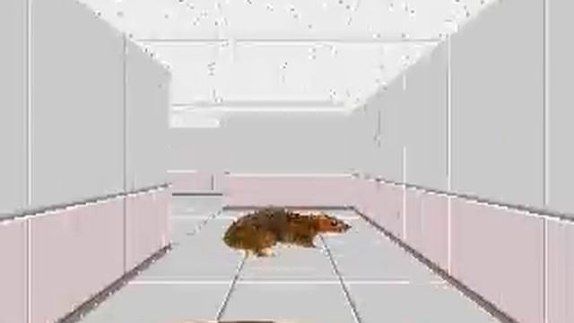 3D迷路のネズミを増やしてみた / a lot of Mouses in "3D Maze" смотреть онлайн