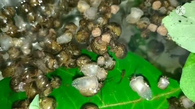 HOW TO HATCH GOLDEN APPLE SNAILS/GOLDEN KUHOL EGGS || Feeding Time смотреть онлайн