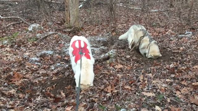 Fedora and Nadia digging 12/19/15 смотреть онлайн