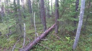 Перед выездом собрал чернику. По пути набрал грибы. Еду домой. 7 серия