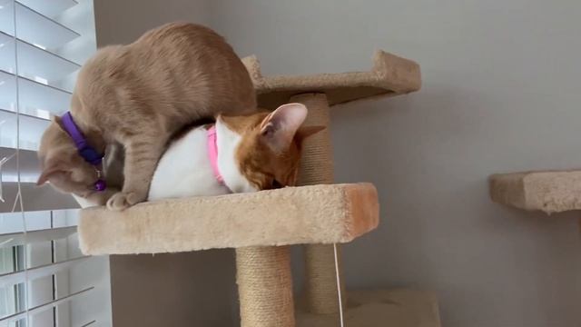 Kitty pearl is figuring out how to get out the window! смотреть онлайн