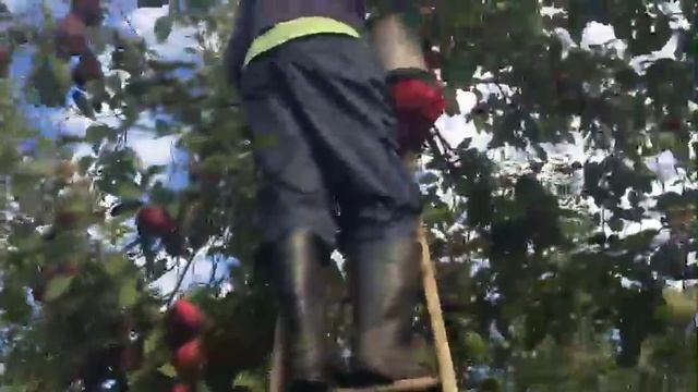 Apple Picking Lyman Orchards смотреть онлайн