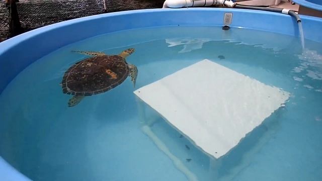 Sea Turtle Hospital In Marathon In The Florida Keys