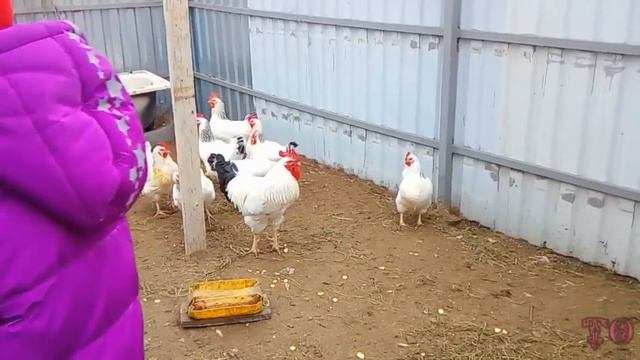 ОБЗОР ЗИМНЕГО САДА, СДЕЛАЛИ КОРМУШКУ ДЛЯ ПТИЦ, куры стали нести яйца