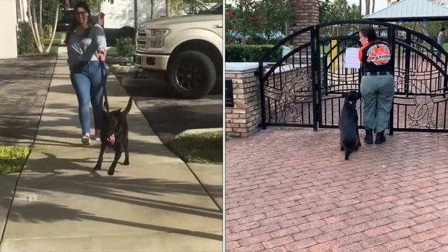 Lab/GSD Mix, 2yo, Male, Lincoln Gonzalez смотреть онлайн