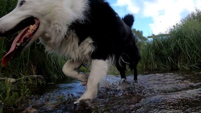 Walking Border collie , testing GoPro hero 7 смотреть онлайн