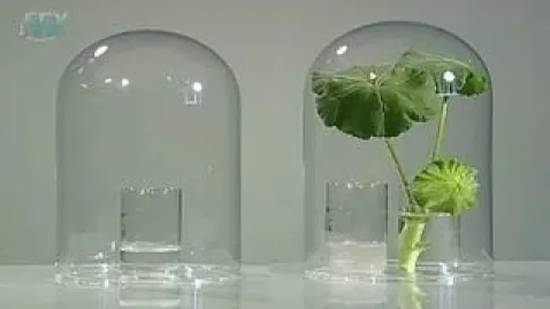 Лист. Обнаружение дыхания листьев смотреть онлайн