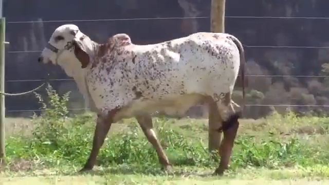 Daya Bey Daughter Of C.A Sansâo X Runada Bey  Lapa Vermelha Farm