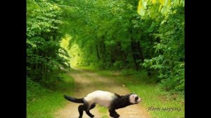 Лара Джонс. Наследие Николы Теслы №5 / Шляпник разбушивался.