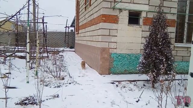 ЗИМА, ПЕРВЫЙ СНЕГ, ДЕЛАЕМ СНЕГОВИКА, 2020