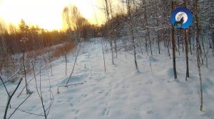 ОХОТА НА ЗАЙЦА В ОДИНОЧКУ * ПОДЖОПНИК, КРАПИВНИК, ЛЕСНОЙ И ПРИДОРОЖНЫЙ