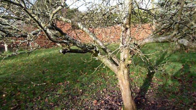 How to Prune Established Apple Trees смотреть онлайн