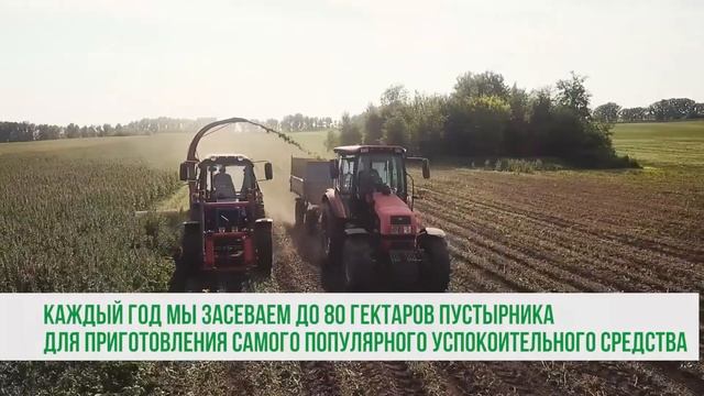 Пустырник на полях "Эвалар" на Алтае смотреть онлайн