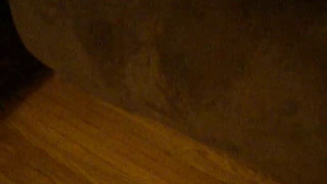 Dog stuck under chair! смотреть онлайн