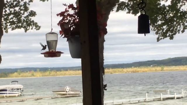 Hummer enjoying the breeze 9/12/19 смотреть онлайн