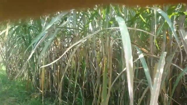 TERNYATA.....! tanaman ini yana gak pernah "RUGI" смотреть онлайн