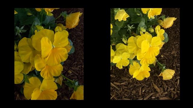 Oneplus 7 Pro vs iPhone XR Camera Comparison смотреть онлайн