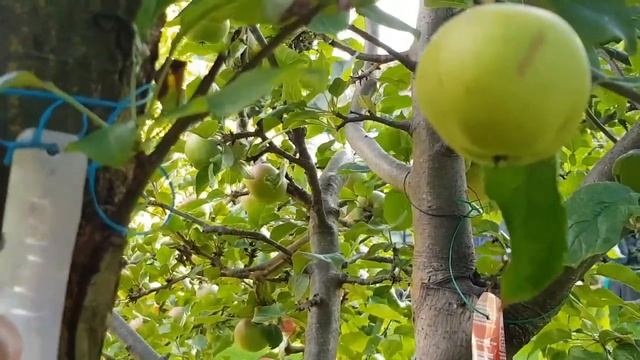 :415: Magic Tree, Apple No.3/ جادوئی پودا ، سیب نمبر ۳ смотреть онлайн