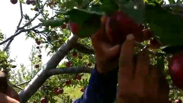 Explaining Natural Wax on Apple fruits смотреть онлайн