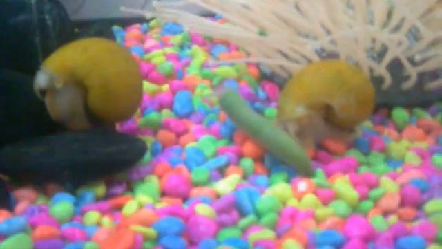 Golden Apple Snails Eating a Bean смотреть онлайн