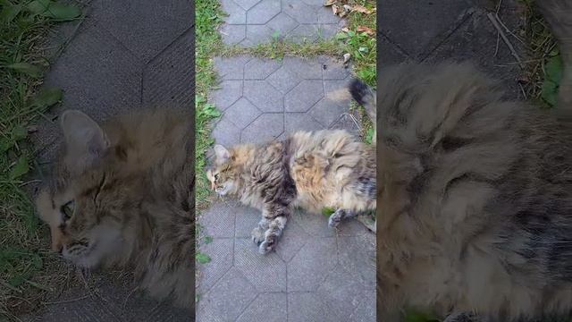 Котики такие котики 🤣 #юмор #приколы #смешно смотреть онлайн
