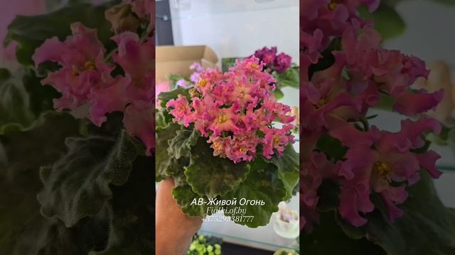 Ness Crinkle Blue и Gleeful Elf, АВ-Живой Огонь и АВ-Искусство Волны, Lunar Lily White и DS-Люрекс смотреть онлайн