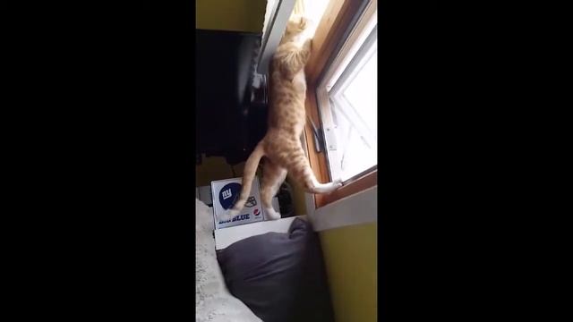 Cat Will Do Anything To See Out Of Window смотреть онлайн