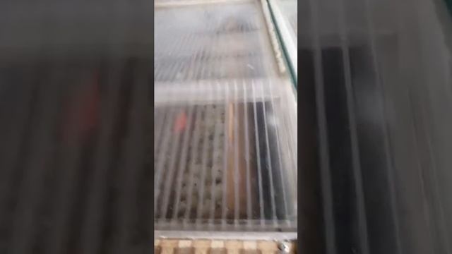 Перепела содержание.