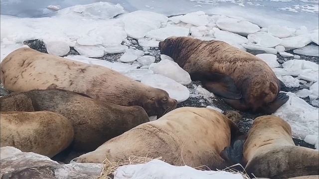 Сивучи смотреть онлайн