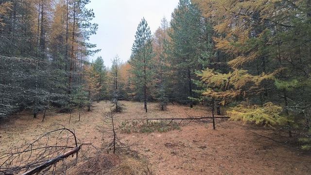 Осенний лес. ч.10. Октябрь 2024 смотреть онлайн