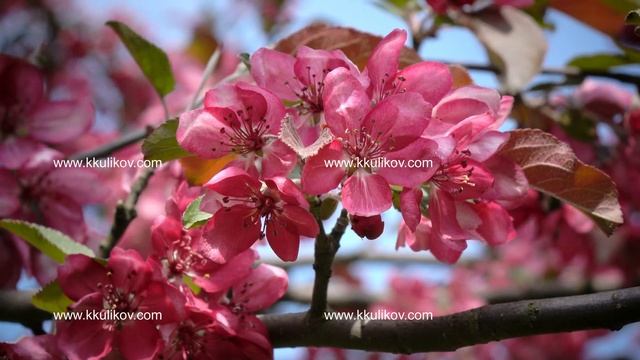 Blooming Pink Crab Apple Trees in the Spring Garden смотреть онлайн