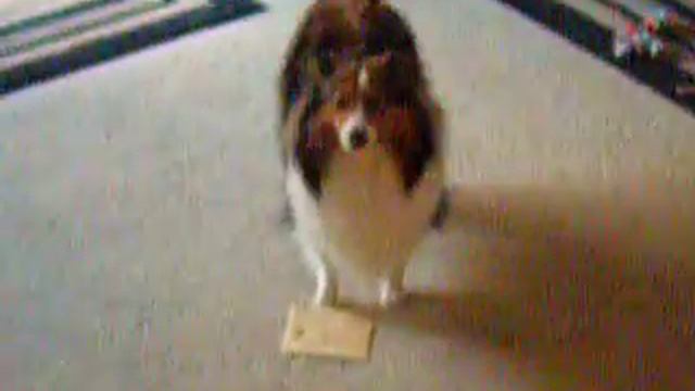 Chase likes to fetch mail смотреть онлайн