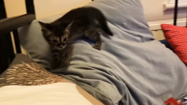 Charcoal Brown boy playing with Charcoal Snow kitten sister 😁 смотреть онлайн
