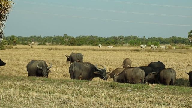Buffaloes in harvesting rice field MVI 1133 смотреть онлайн