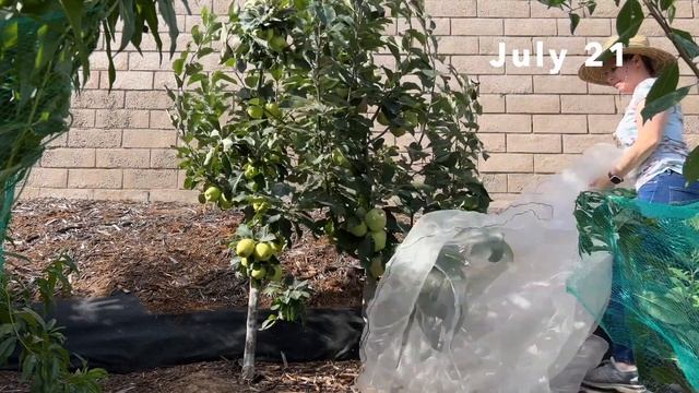 2023 Backyard Apple Harvest | Anna and Dorsett Golden | Zone 9 смотреть онлайн