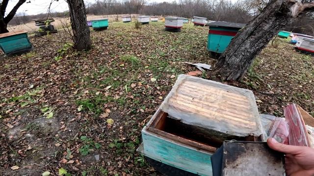 Обработал пчёл от клеща. Смотрим результат. смотреть онлайн