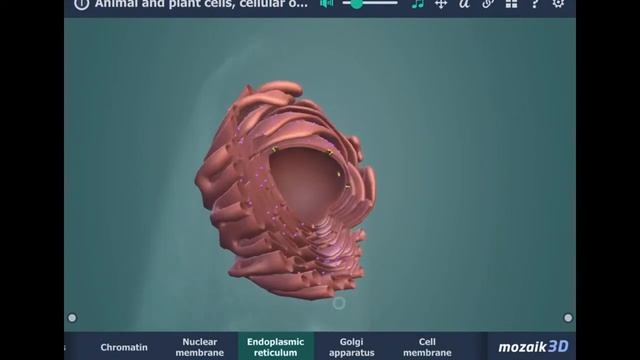 The Cell Part 4 : Cell Organelles Biology Class 6 dt 13.06.20 смотреть онлайн