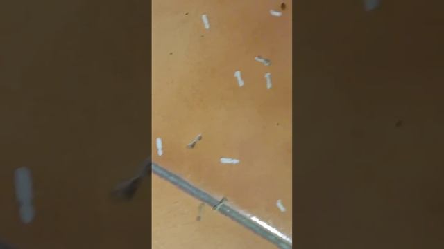 #redants #anthill Red Ants nest and eggs in my room window. смотреть онлайн