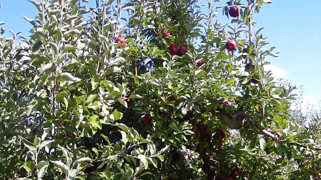 Lynd Fruit Farm смотреть онлайн