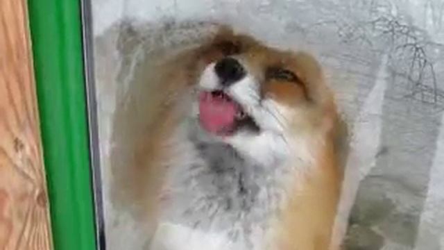 Firefox Has Encountered an Unexpected Problem with Windows смотреть онлайн