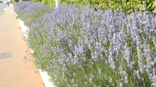 24 Hours In Deauville